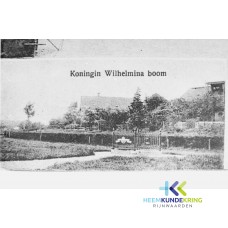 Wilhelmina boom Kade Tolkamer F00001953